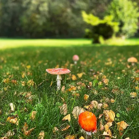 Nad Strumykiem Mirsk