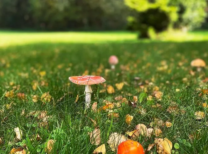 Nad Strumykiem Mirsk